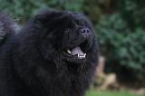 CHOW CHOW 786